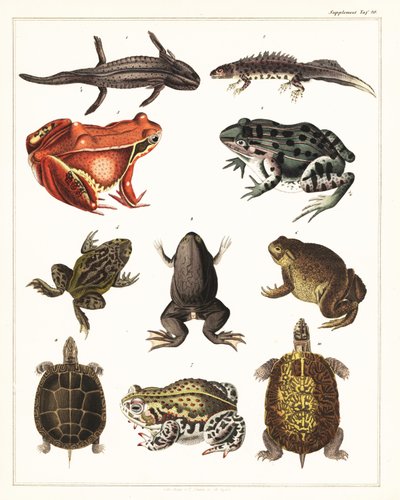 Verschiedene Amphibien, Frösche und Schildkröten von Unbekannter Künstler