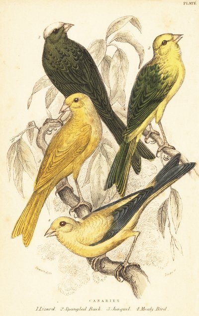 Verschiedene Kanarienvögel, Serinus canaria domestica (Stich) von Unbekannter Künstler