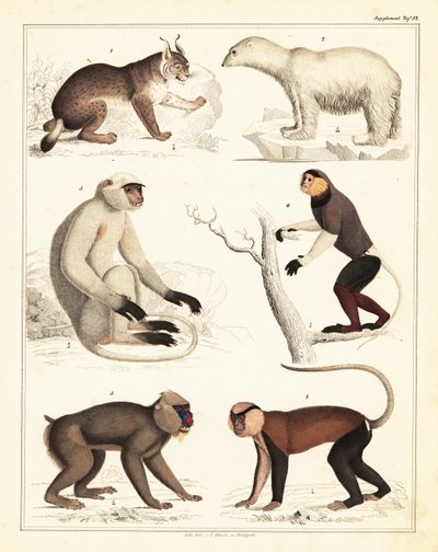 Verschiedene Säugetiere, 1842 (Lithografie) von Unbekannter Künstler