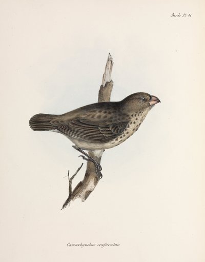 Vegetarischer Fink, Galapagos-Inseln, ca. 1832-1836 von Unbekannt