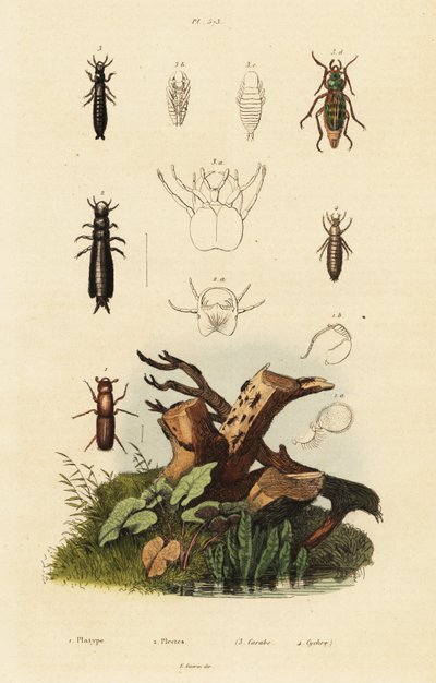 Rüsselkäfer und Laufkäfer von Unbekannter Künstler