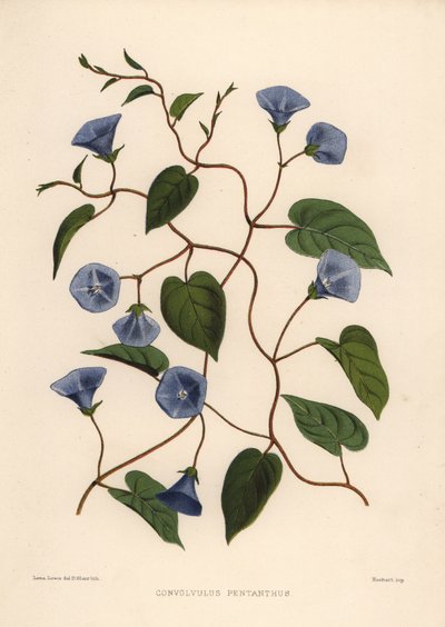 Büschelrebe, Jacquemontia pentanthos von Unknown