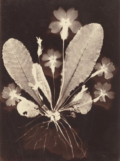 Botanisches Fotogramm von Unknown 19th Century