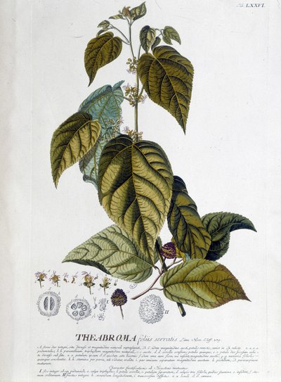 Arbroma-Teepflanze - botanische Tafel von Unknown artist