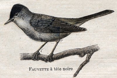 Nützliche Vögel für die Landwirtschaft: Schwarzfuß-Waldsänger von Unknown artist