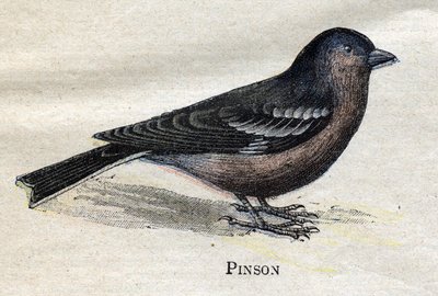 Nützliche Vögel für die Landwirtschaft: Fink von Unknown artist