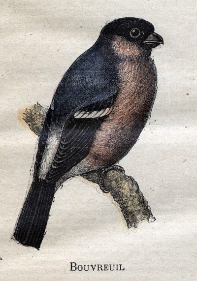 Nützliche Vögel für die Landwirtschaft: Gimpel von Unknown artist