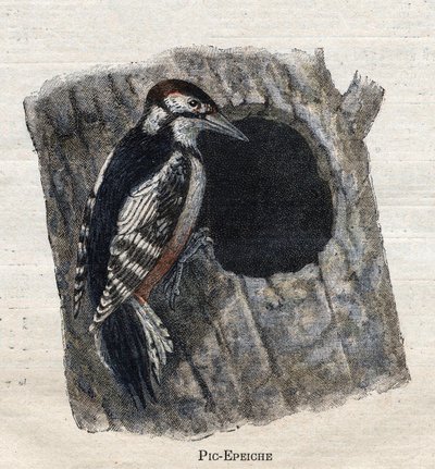 Nützliche Vögel für die Landwirtschaft: Specht von Unknown artist