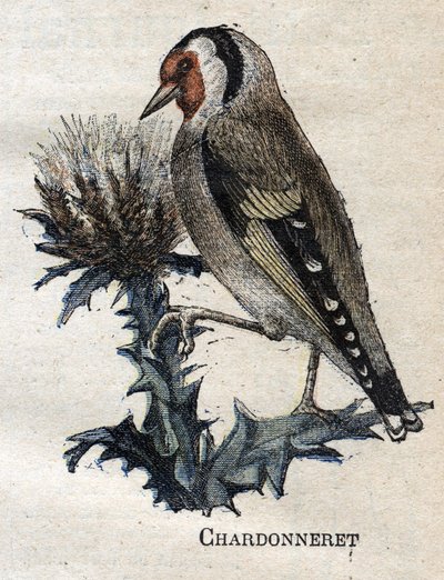 Nützliche Vögel für die Landwirtschaft: Stieglitz von Unknown artist