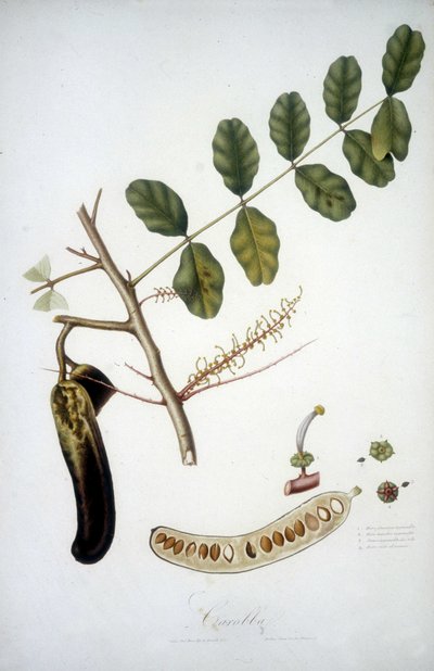 Botanische Tafel: Johannisbrotzweig (Carobba) von Unknown artist