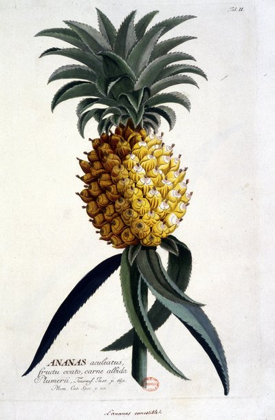 Botanische Tafel: Ananas. n.d. 19. Jahrhundert von Unknown artist