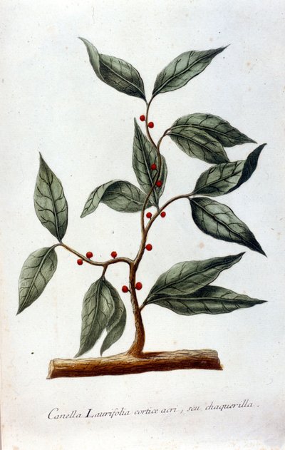 Zimt. 19. Jahrhundert Herbarium von Unknown artist