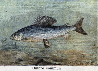 Gemeinsamer Schatten Gravur von 1898 von Unknown artist