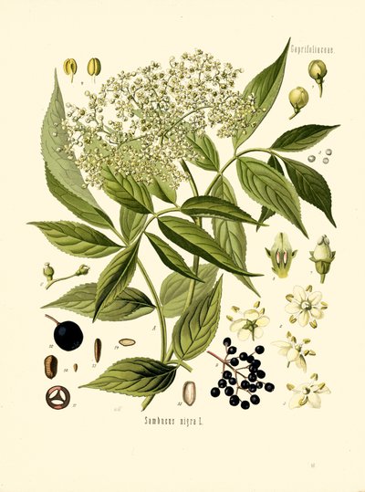 Holunderbaum (Farblithografie) von Unknown artist