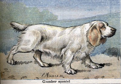 Jagdhund: Clumber Spaniel von Unknown artist