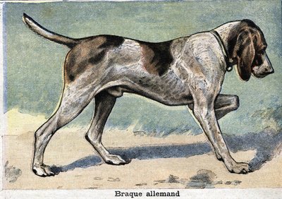 Jagdhund: Deutscher Braque von Unknown artist