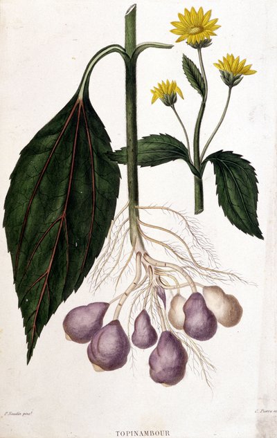 Topinambur - Botanische Tafel von Unknown artist