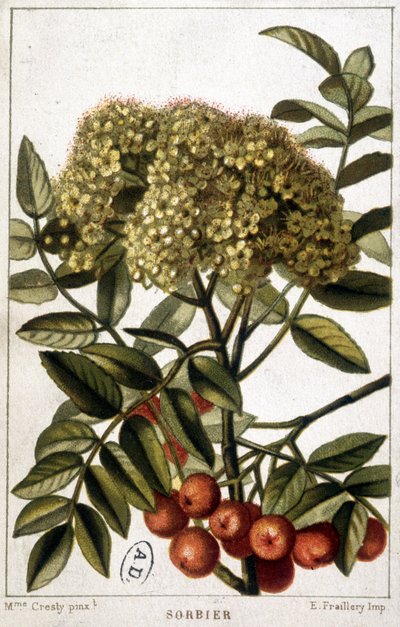Eberesche - botanische Tafel von Unknown artist