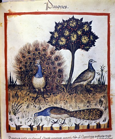 Pfauen dargestellt in „Tacuinum sanitatis“ von Unknown artist