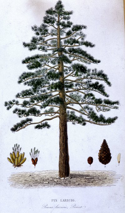 Pin Laricio - botanische Tafel von Unknown artist