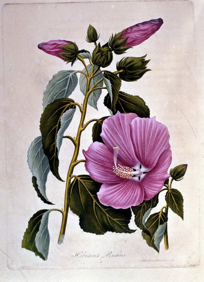 Rosa Hibiskus. Botanische Tafel. Gravur. von Unknown artist