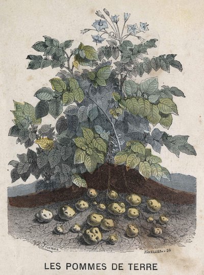 Kartoffeln. Illustration des 19. Jahrhunderts. Bianchetti-Sammlung von Unknown artist