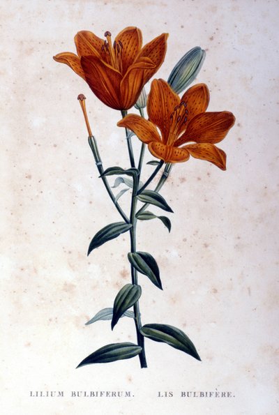 Rote bulböse Lilie. Kupferstich des 19. Jahrhunderts von Unknown artist