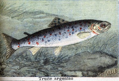 Silberforelle Gravur von 1898 von Unknown artist