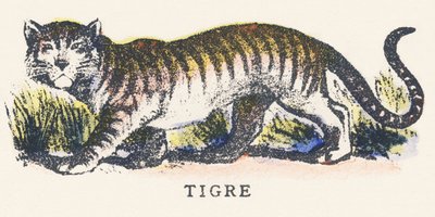 T: Tiger von Unknown artist
