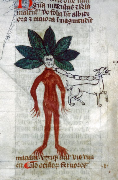 Die Alraune, 15. Jahrhundert (Miniatur) von Unknown artist