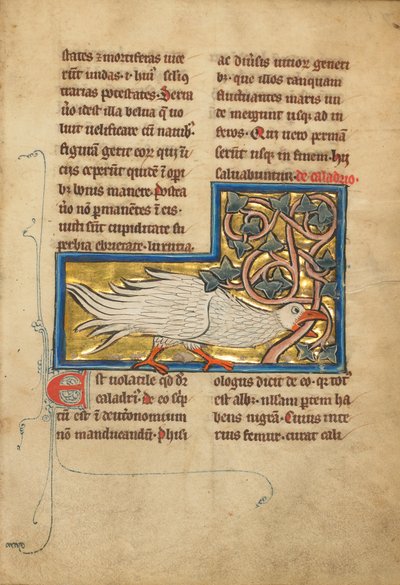 Ein Caladrius-Vogel von Unknown artist