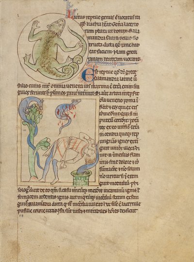 Eine Eidechse; Salamander von Unknown artist
