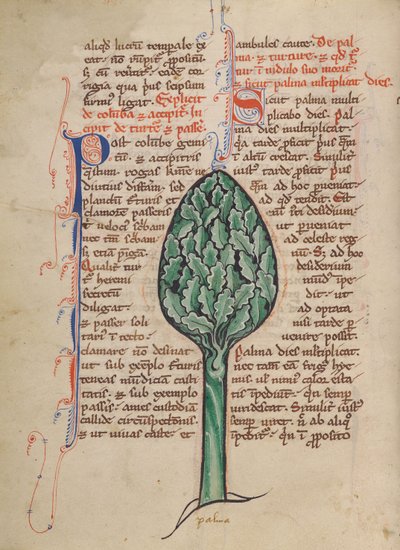 Eine Palme von Unknown artist