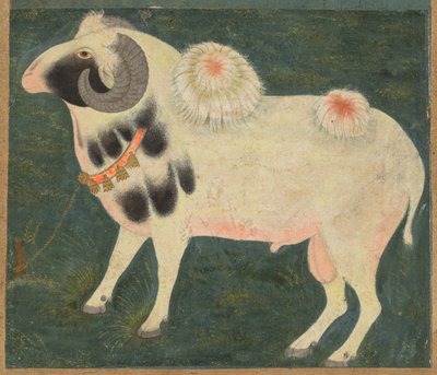 Ein königlicher Widder mit einer goldenen Kette von Unknown artist