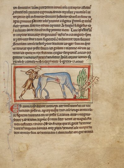 Eine Antilope von Unknown artist