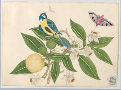 Vogel auf einem Orangenast, mit Schmetterling von Unknown artist