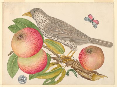 Brauner Vogel auf Apfelzweig mit Raupe von Unknown artist