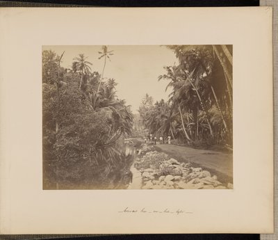 Kokosnusshain bei Galle, Ceylon von Unknown artist