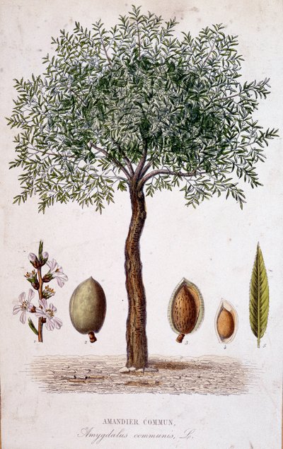 Gemeiner Mandelbaum - botanische Tafel von Unknown artist