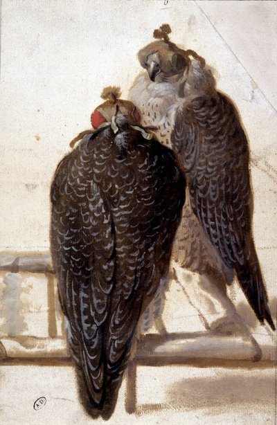 Paar Falken. Zeichnung aus dem 18. Jahrhundert. von Unknown artist