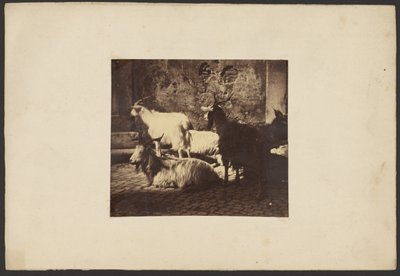 Gruppe von Ziegen von Unknown artist