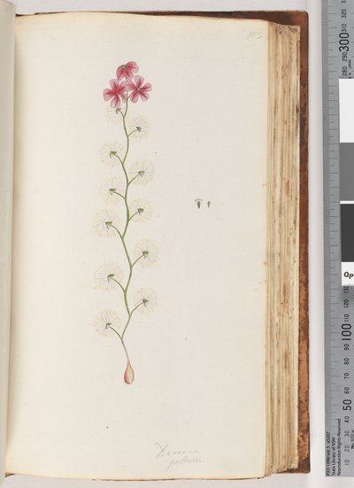 Seite 103. Drosera peltata von Unknown artist