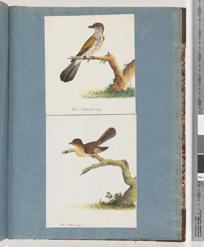 Seite 111. Unbekannter Vogel. 112. Unbekannter Vogel von Unknown artist