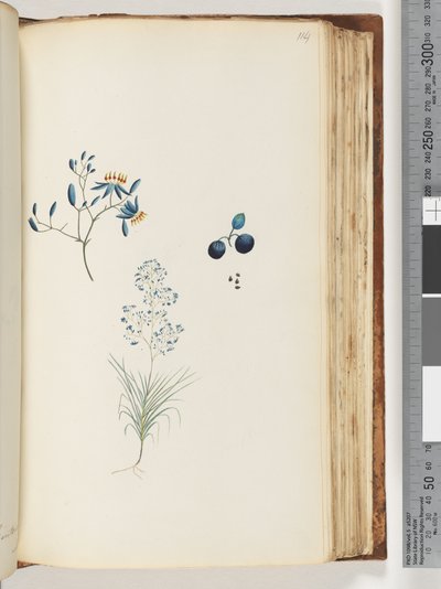 Seite 114. Unbenannte Blütenpflanze von Unknown artist