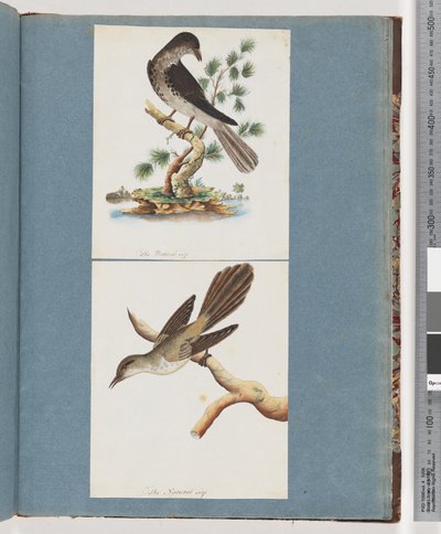 Seite 119. Unbekannter Vogel. 120. Unbekannter Vogel von Unknown artist