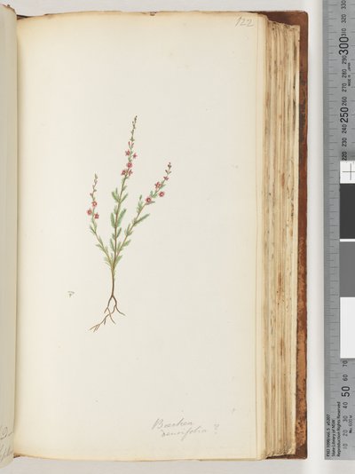 Seite 122. Baeckea densifolia, möglicherweise von Unknown artist