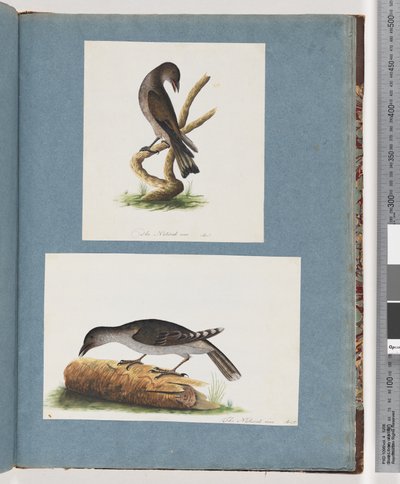 Seite 123. Unidentifizierter Vogel. 124. Unidentifizierter Vogel von Unknown artist