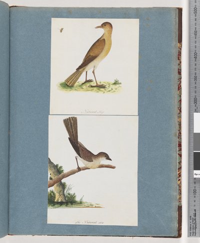 Seite 131. Unbekannter Vogel. 132. Unbekannter Vogel von Unknown artist