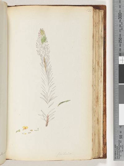 Seite 133. Floribunda unvollendete Zeichnung von Unknown artist