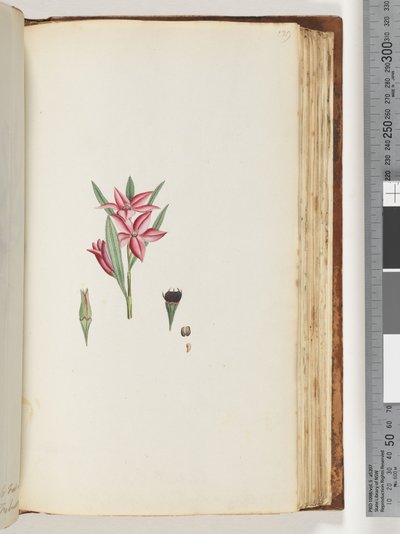 Seite 139. Unbenannte Blütenpflanze von Unknown artist